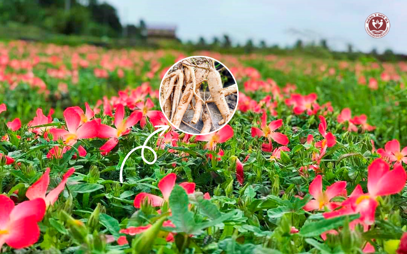 Lợi ích của sâm bố chính là gì